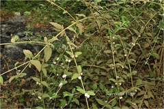 Lippia javanica